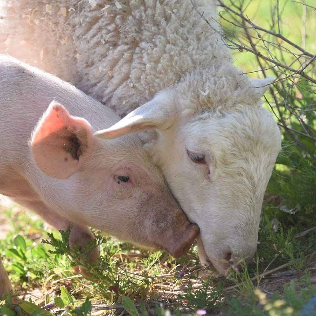 pig-and-sheep-eating