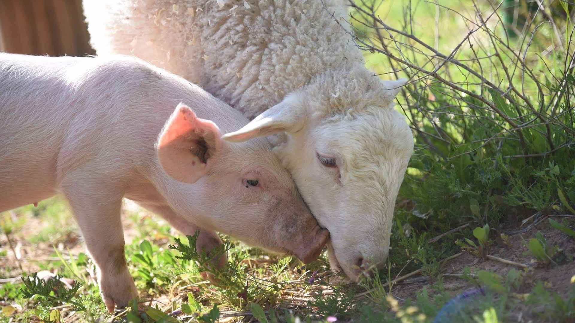 pig-and-sheep-eating